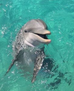 Dolphin