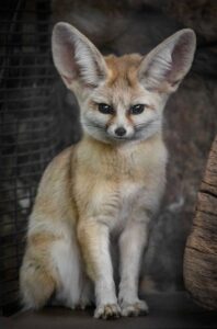 Fennec fox