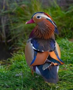 Mandarin duck