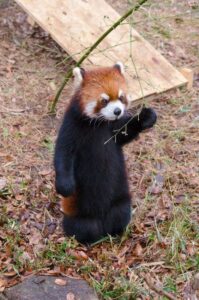 Red panda