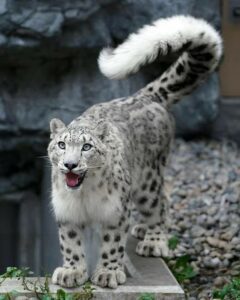 Snow leopard