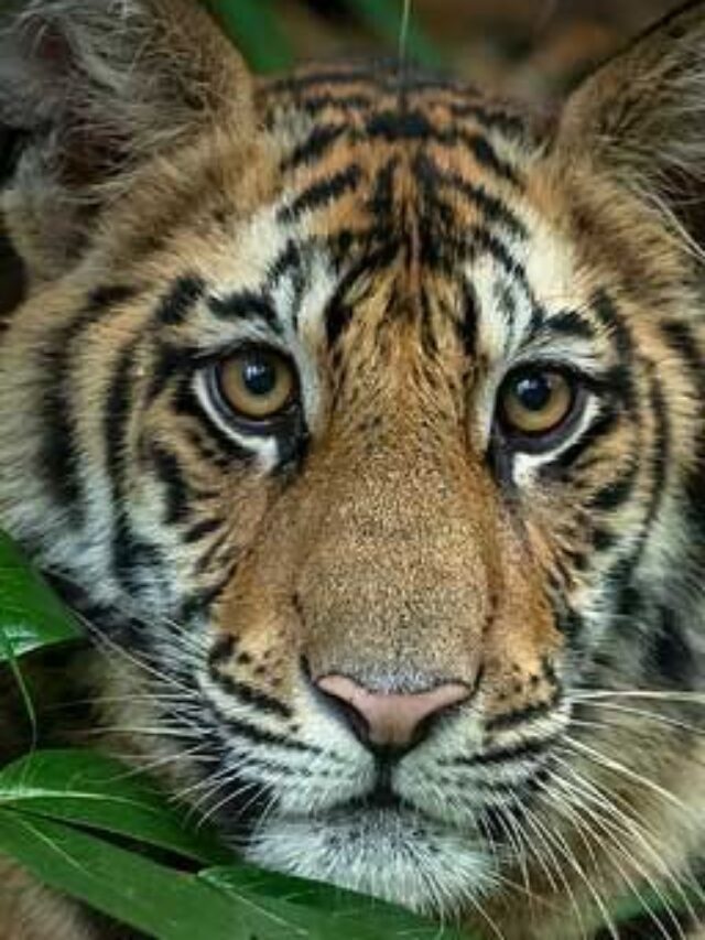 10 unknown dangerous tiger reserve forest in india